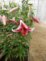 [4311 King Solomon GA No01.JPG]